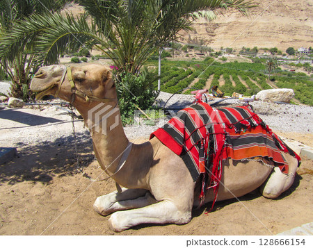 a tired camel rests under the scorching sun 128666154