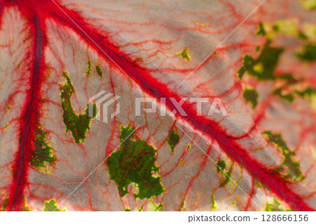close-up texture of a leaf of the Caladium Pink Beauty plant 128666156