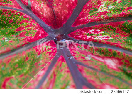 close-up texture of a leaf of the Caladium Pink Beauty plant 128666157