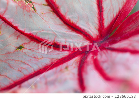 close-up texture of a leaf of the Caladium Pink Beauty plant 128666158