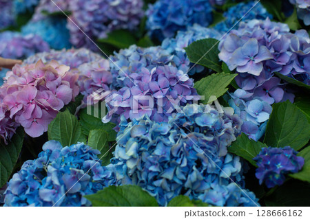 close-up of beautiful blue and pink flowers of Large-leaved hydrangea close-up of beautiful blue and pink flowers of Large-leaved hydrangea 128666162