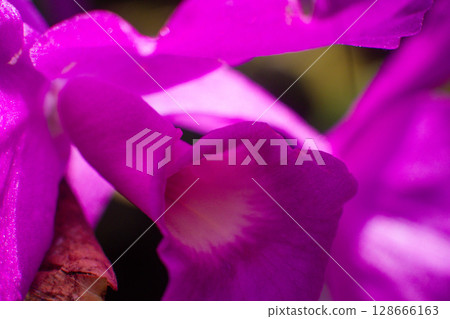 close-up of pink petals of a beautiful flower 128666163
