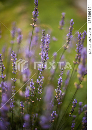 close up of beautiful purple lavender flowers in sunlight 128666164