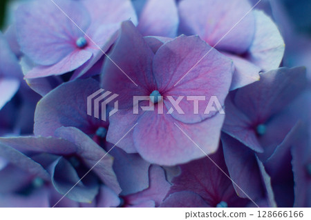 close-up of beautiful blue and pink flowers of Large-leaved hydrangea close-up of beautiful blue and pink flowers of Large-leaved hydrangea 128666166