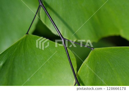close-up of the texture of a leaf of the Adiantum raddianum plant 128666178