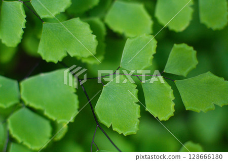 close-up of the texture of a leaf of the Adiantum raddianum plant 128666180