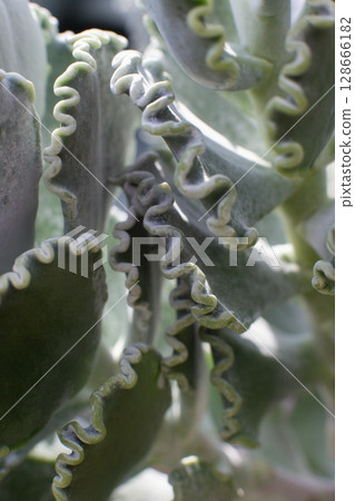 a beautiful Medicinal Kalanchoe plant in a pot in a greenhouse a beautiful Medicinal Kalanchoe plant in a pot in a greenhouse 128666182