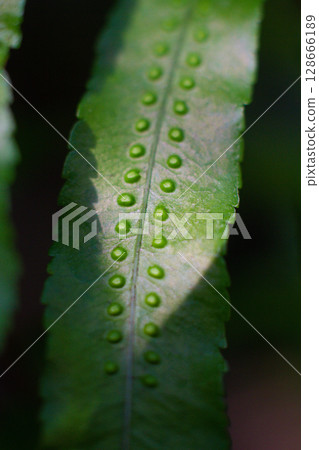 close-up texture of a leaf with dots of the Breadfruit fern plant 128666189
