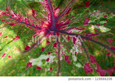 close-up texture of a leaf of the Caladium Pink Beauty plant 128666206