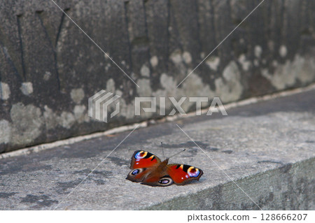 beautiful colorful butterfly with spread wings on concrete wall beautiful colorful butterfly with spread wings on concrete wall 128666207