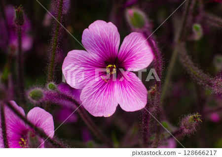 close up of beautiful Madeira geranium flowers in the garden close up of beautiful Madeira geranium flowers in the garden 128666217