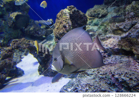 Pomacanthus arcuatus fish swims in an aquarium between reefs Pomacanthus arcuatus fish swims in an aquarium between reefs 128666224