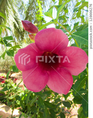 close-up of a beautiful flowerAllamanda blanchetii in the garden close-up of a beautiful flowerAllamanda blanchetii in the garden 128666276