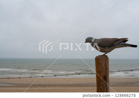 beautiful bird Ringdove on a wooden post on the seashore 128666278