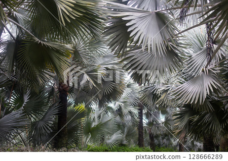 beautiful exotic tree Palm Bismarck in the garden of Thailand beautiful exotic tree Palm Bismarck in the garden of Thailand 128666289