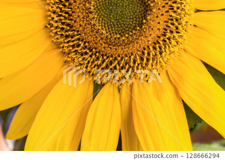 close-up of a beautiful sunflower flower in the garden close-up of a beautiful sunflower flower in the garden 128666294