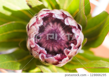 close-up of a beautiful Protea giant flower in the garden 128666295