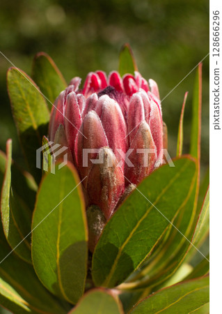 close-up of a beautiful Protea giant flower in the garden close-up of a beautiful Protea giant flower in the garden 128666296