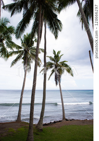 beautiful large tropical palm trees grow on the coast 128666297