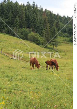 beautiful brown horses graze on a pasture in the mountains and eat grass beautiful brown horses graze on a pasture in the mountains and eat grass 128666298