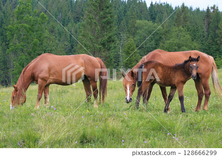 beautiful brown horses graze on a pasture in the mountains and eat grass beautiful brown horses graze on a pasture in the mountains and eat grass 128666299
