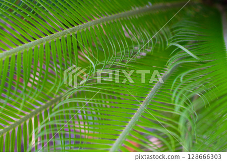 close up texture of green leaves of Cycas plant 128666303