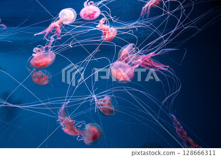 many beautiful pink jellyfish swim in aquarium in blue water many beautiful pink jellyfish swim in aquarium in blue water 128666311