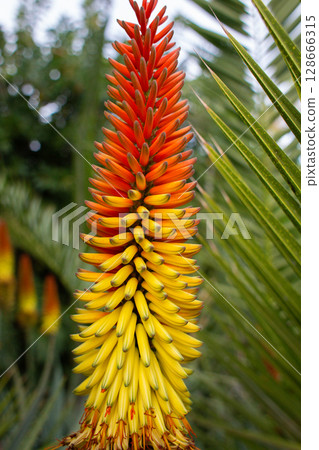 close up of beautiful Aloe principis flowers in the garden close up of beautiful Aloe principis flowers in the garden 128666315