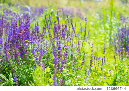 Lavender bush in garden 128666744