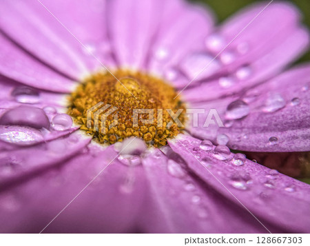 Close-up of a pink gerbera daisy wet with rain 128667303