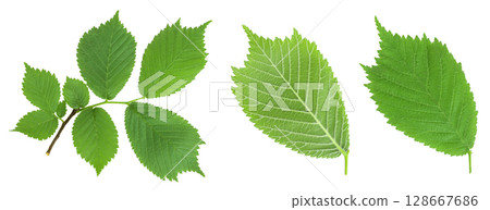 elm branch with young leaves Isolated on white background. Top view. Flat lay 128667686