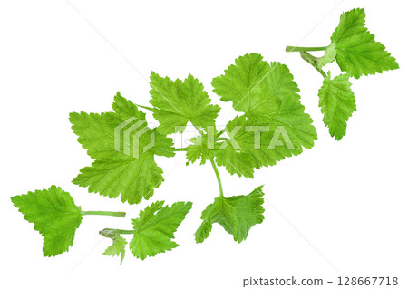 Currant leaves isolated on white background. Top view. Flat lay Currant leaves isolated on white background. Top view. Flat lay 128667718