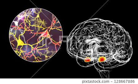 Amygdala, also known as corpus amygdaloideum, in the human brain 128667886
