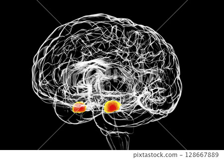 Amygdala, also known as corpus amygdaloideum, in the human brain 128667889