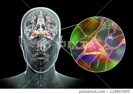Amygdala in the brain, and closeup view of amygdala neurons, 3D illustration 128667895