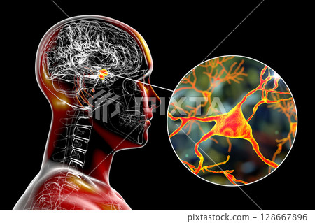 Amygdala in the brain, and closeup view of amygdala neurons, 3D illustration 128667896
