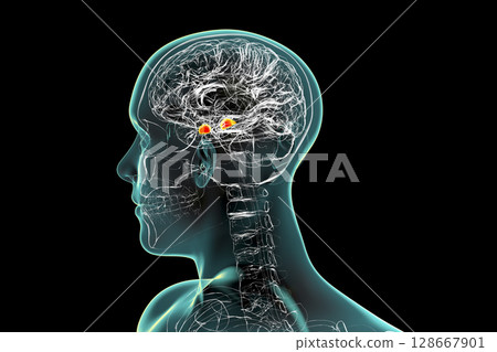 Amygdala, also known as corpus amygdaloideum, in the brain, Amygdala, also known as corpus amygdaloideum, in the brain, 128667901
