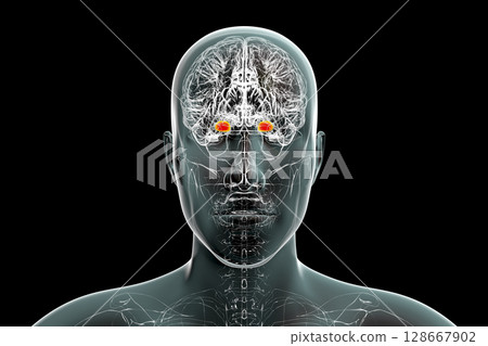 Amygdala, also known as corpus amygdaloideum, in the brain, Amygdala, also known as corpus amygdaloideum, in the brain, 128667902