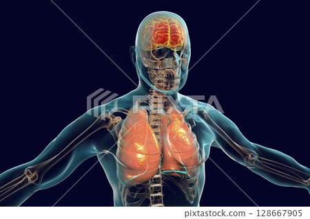 Human body with highlighted brain and lungs Human body with highlighted brain and lungs 128667905