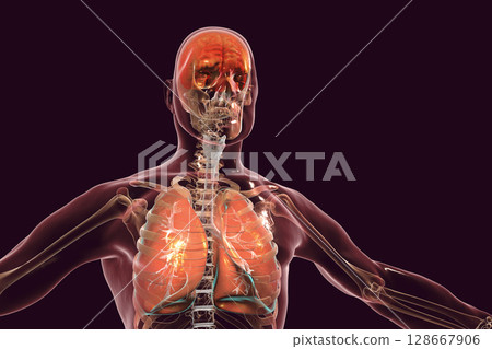 Human body with highlighted brain and lungs 128667906