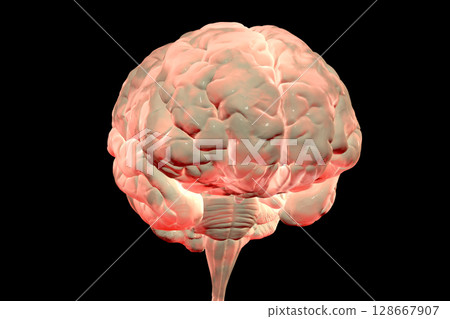 Human brain anatomical model Human brain anatomical model 128667907