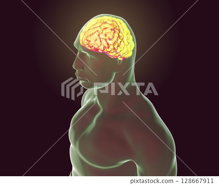 Human brain, illustration Human brain, illustration 128667911