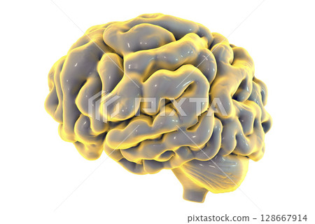 Human brain isolated on white background Human brain isolated on white background 128667914