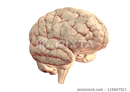 Human brain anatomical model isolated on white background 128667921