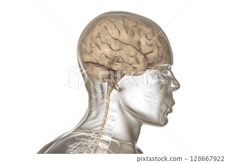 Human brain inside the skull and body Human brain inside the skull and body 128667922
