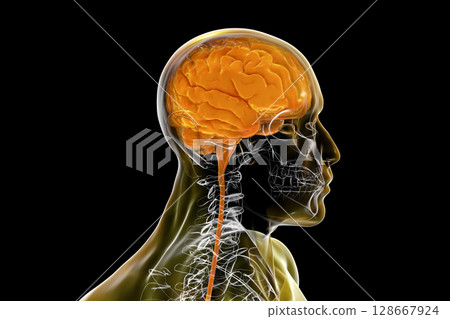Human brain in the skull and body isolated on black background 128667924