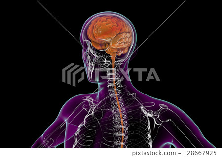 Human brain in the skull and body isolated on black background 128667925