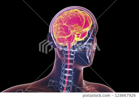 Human brain in the skull and body isolated on black background Human brain in the skull and body isolated on black background 128667926