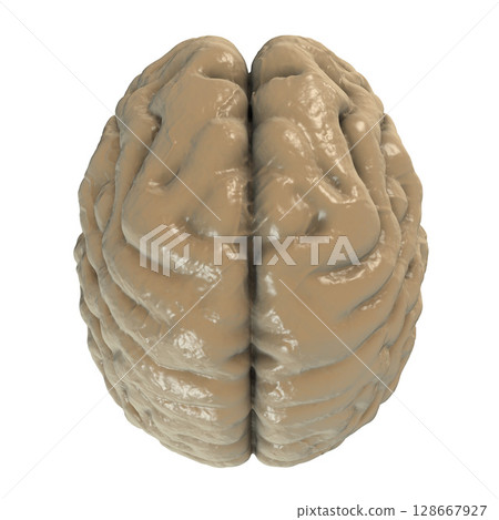 Human brain, top view Human brain, top view 128667927
