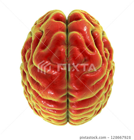 Human brain, top view Human brain, top view 128667928